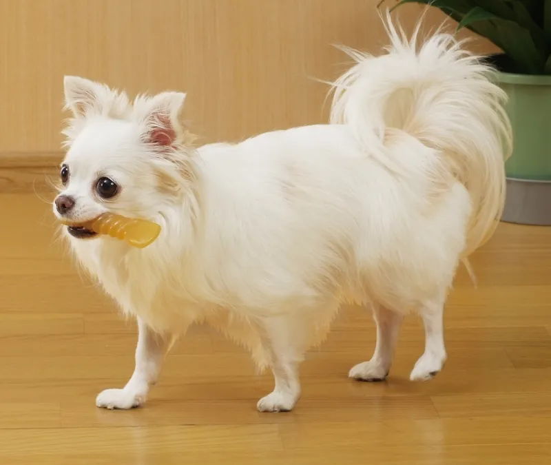 ペティオ かんでるCORN ツイスト チキン風味