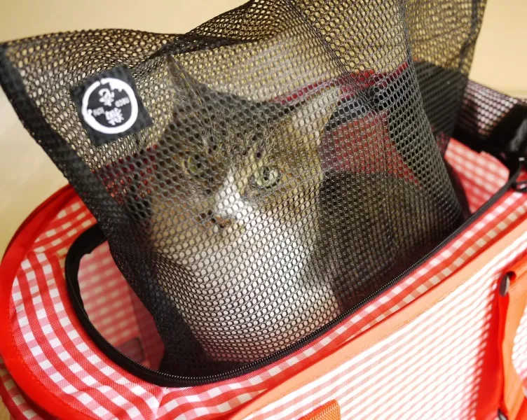 猫壱 おちつくネット