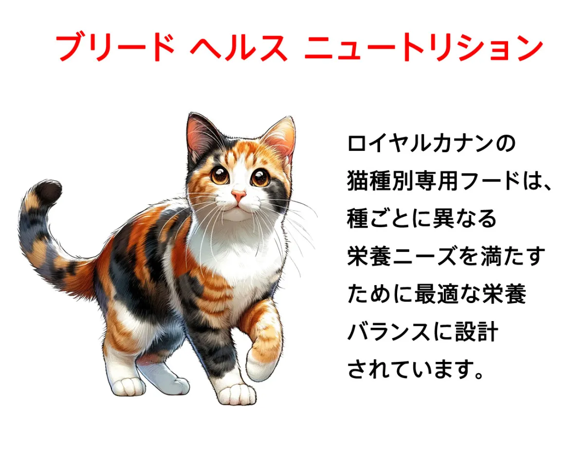 ロイヤルカナン ペルシャ・チンチラ・ヒマラヤン 成猫用