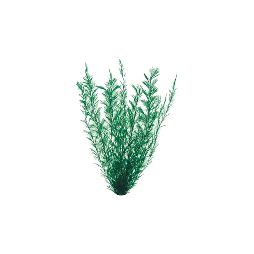 GEX 金魚水景 天然おつまみ草 大