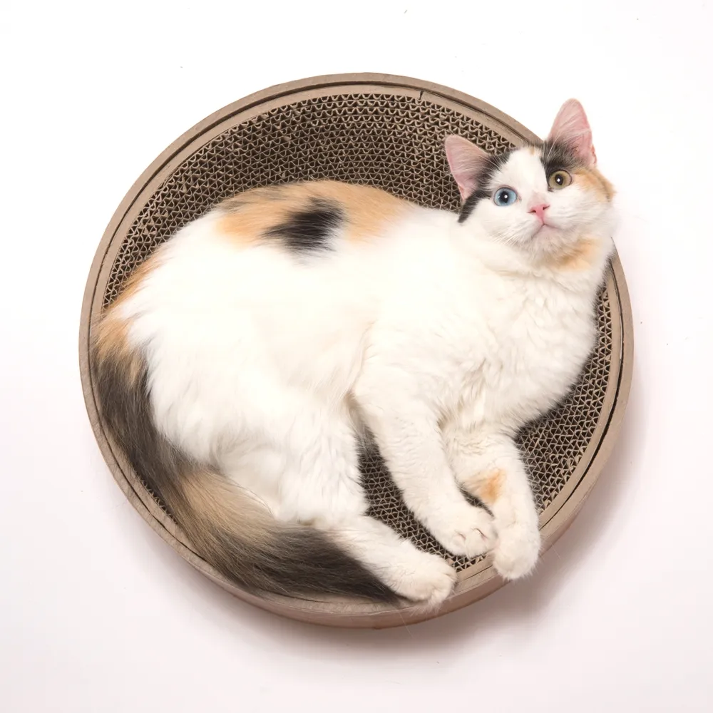 猫壱 バリバリボウル
