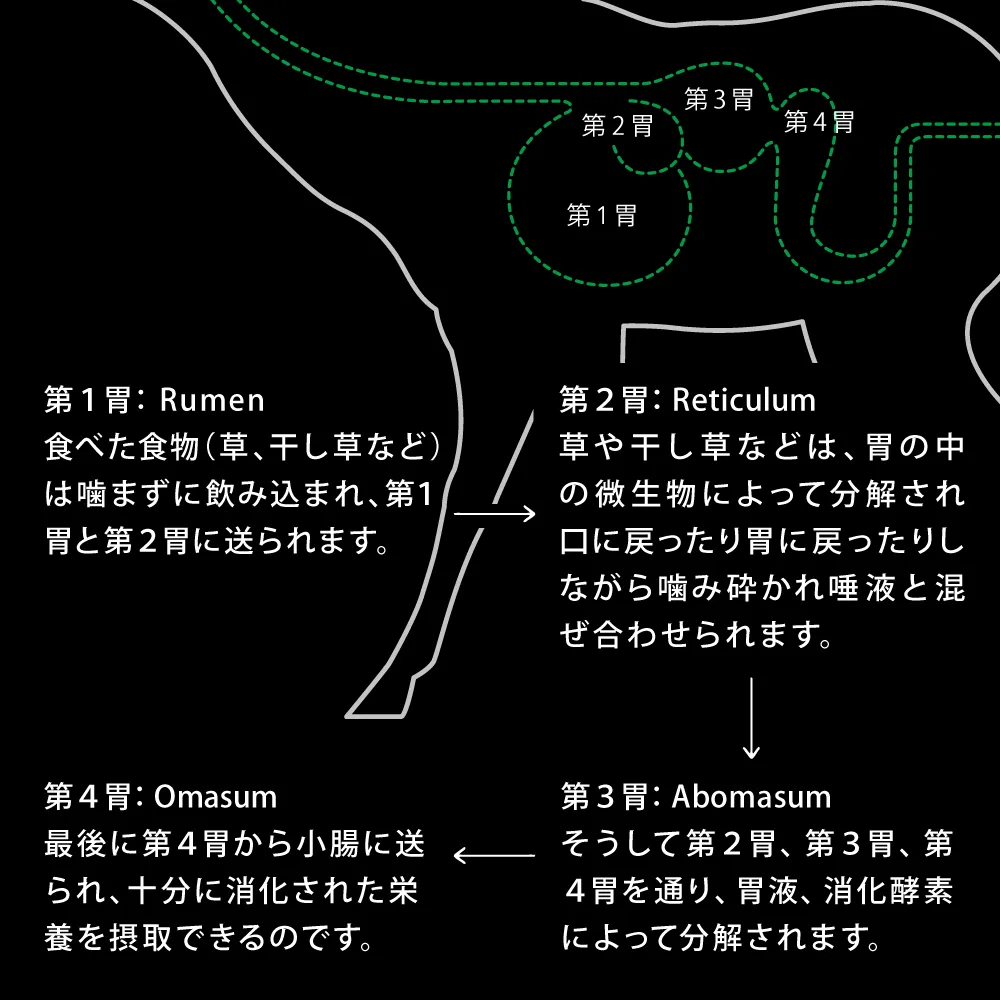 ニュートライプ ナチュラル エアードライ ラムwithグリーントライプ トリーツ 100g