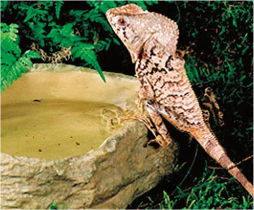 GEX ウォーターディッシュ