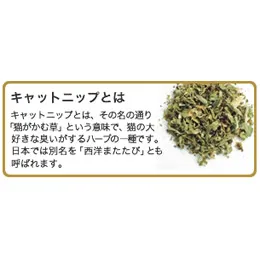 テトラ コングキャットウァバ バニー
