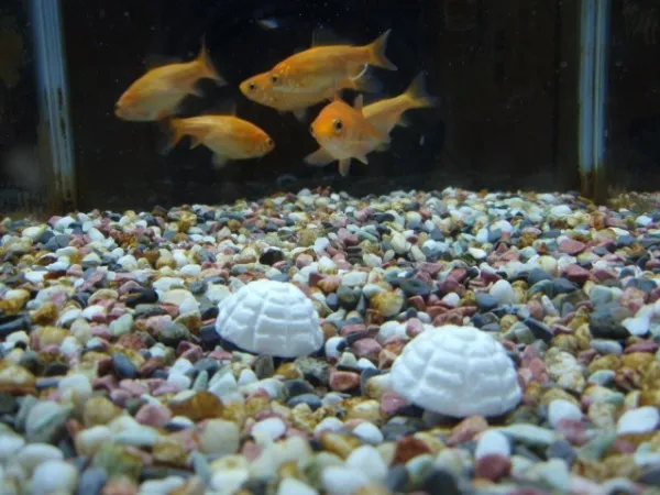 コメット 3日間フード 金魚用