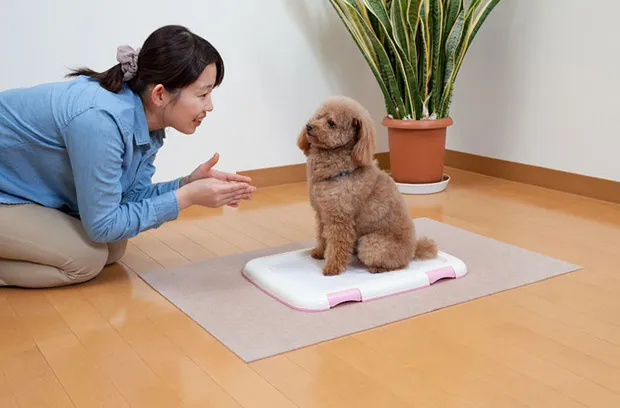 サンコー おくだけ吸着 ペット用トイレ下敷きマット 60×90cm