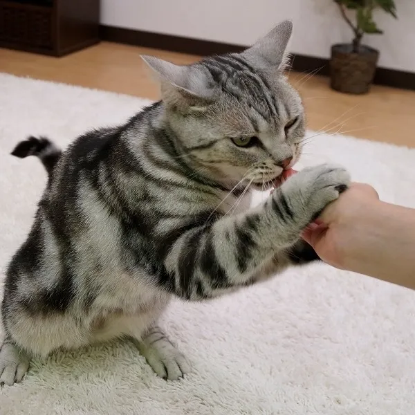 キャティーマン ねこちゃんシーキューブ まぐろとかつお