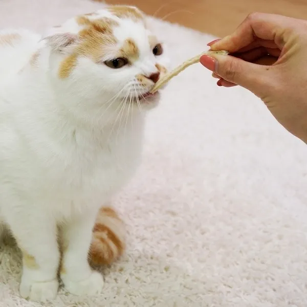 キャティーマン 猫ちゃんホワイデント 白身魚入り