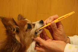 ビバテック 小型犬用歯ブラシ シグワン