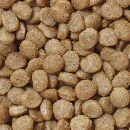 ソルビダ グレインフリー チキン 室内飼育成犬用