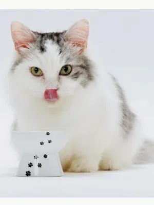 猫壱 ハッピー おやつ皿