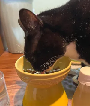 SILCAT 猫用ウェットフード チキン