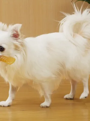 ペティオ かんでるCORN ツイスト チキン風味