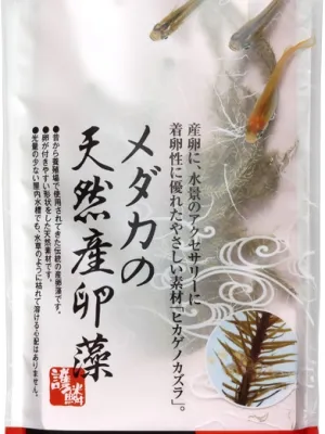 スドー メダカの天然産卵藻