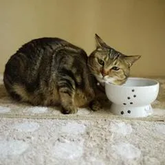 猫壱 ハッピーダイニング 脚付ウォーターボウル キャンディー