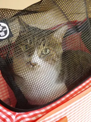 猫壱 おちつくネット