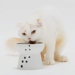 猫壱 脚付フードボウル カップケーキ