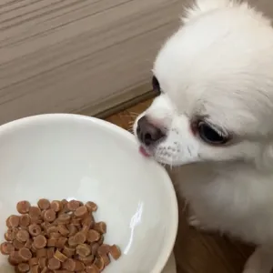 モアソフトプレミアム チキン ハイシニア