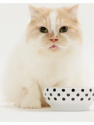 猫壱 ハッピーダイニング フードボウル