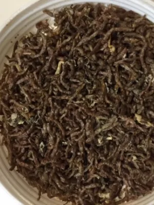 コメット 水を汚さない天然飼料 アカムシ 12g