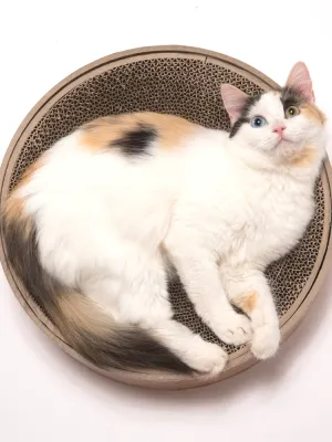 猫壱 バリバリボウル