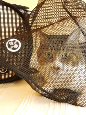 猫壱 おちつくネット