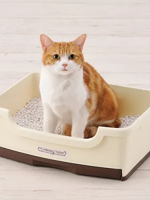ボンビアルコン ウィークリーサンド