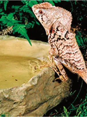 GEX ウォーターディッシュ