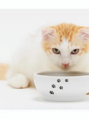 猫壱 ハッピーダイニング フードボウル