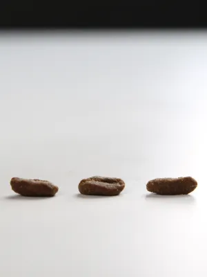 オリジン レジオナルレッド キャット