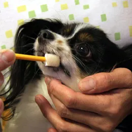 ビバテック 小型犬用歯ブラシ シグワン