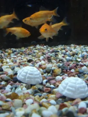 コメット 3日間フード 金魚用