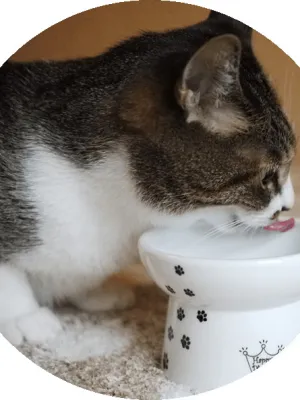 猫壱 ハッピーダイニング 脚付フードボウル カップケーキ