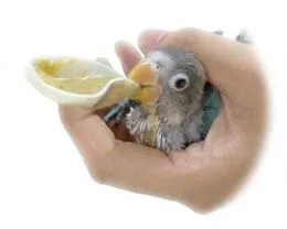SANKO ひな給餌セット