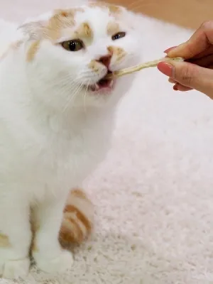キャティーマン 猫ちゃんホワイデント かつお入り