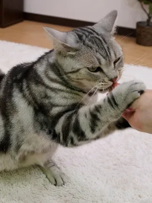 キャティーマン ねこちゃんシーキューブ まぐろとかつお