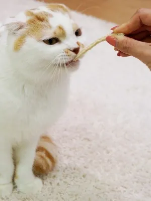 キャティーマン 猫ちゃんホワイデント 白身魚入り