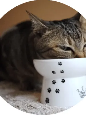 猫壱 ハッピーダイニング 脚付フードボウル カップケーキ