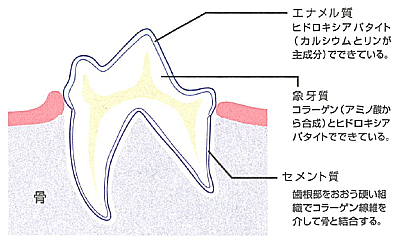 サイエンスダイエット・プロの製品特徴(歯の健康)