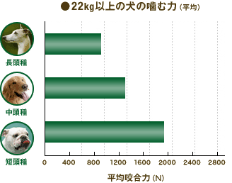 噛む力比較