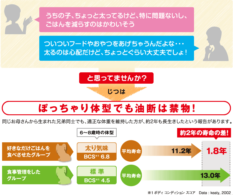 エクストラスモールステアライズド説明3