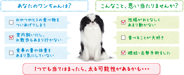 エクストラスモールステアライズド説明2